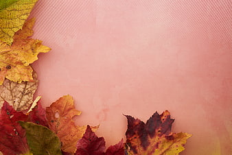 Autumn Leaves on Pink Background with Copyspace
