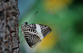 Close-up of a White and Black Patterned Butterfly on Tree Bark