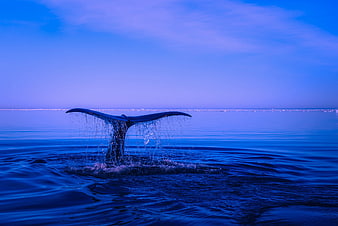Humpback Whale Tail Diving in Blue Ocean