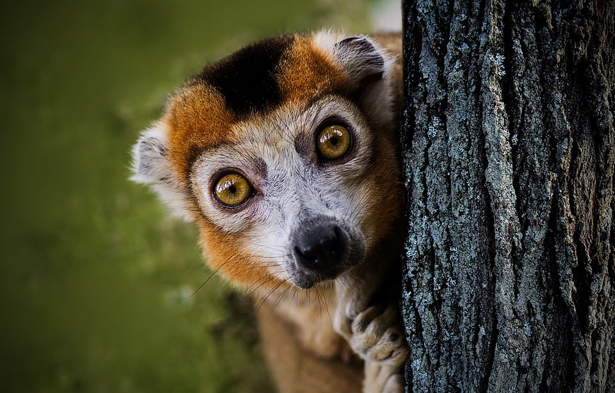 Close-up of a curious ring-tailed lemur peeking from behind a tree