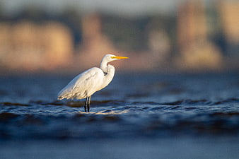 White Egret Standing in Shallow Water at Sunset