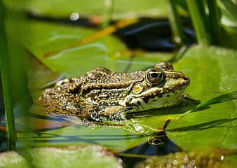 Green frog resting on lily pad in sunny pond