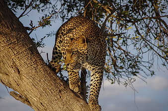 Leopard climbing down a tree trunk in the wild