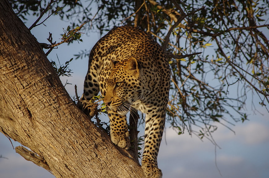 Leopard climbing down a tree trunk in the wild