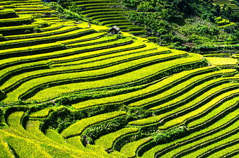 Vibrant Green Rice Terraces in Mu Cang Chai, Vietnam