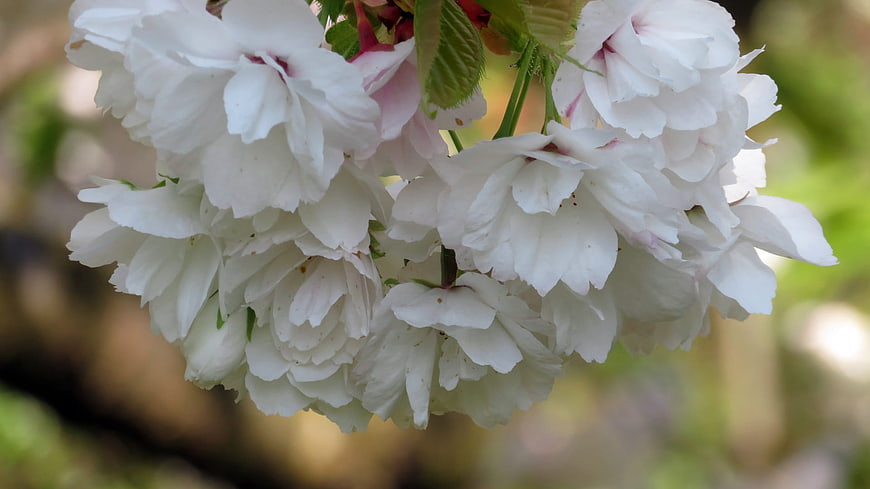 Close-up of white cherry blossoms in spring bloom