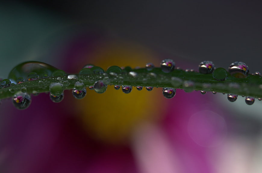 Macro photography of dew drops on a green leaf with colorful bokeh
