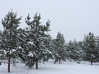 Snow-covered pine trees in a winter forest landscape