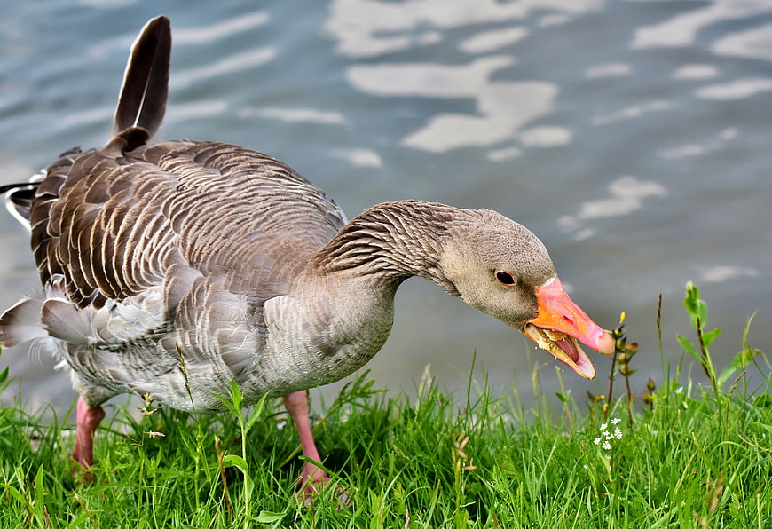 Grey Goose Feeding On Green Grass Near Water