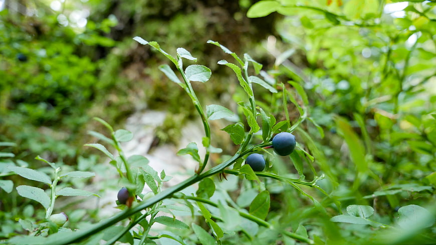 Fresh blueberries growing on a bush in nature