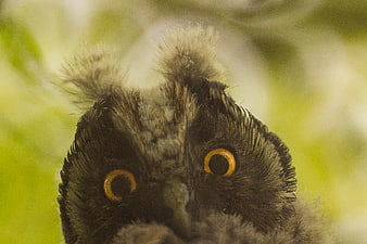 Close-up of a fluffy owl chick with large orange eyes
