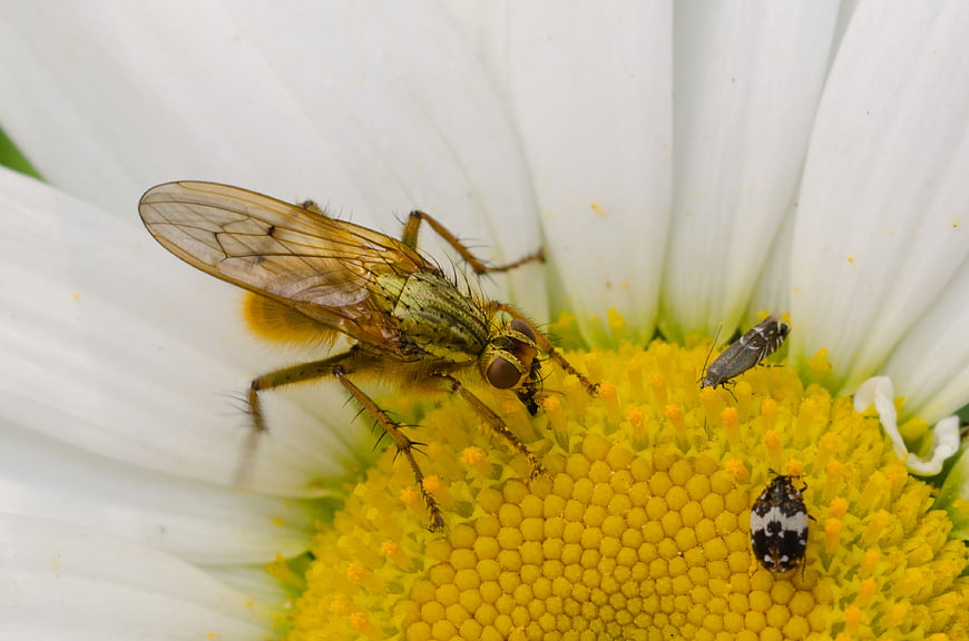 Macro Photography of a Fly on a White Daisy Flower