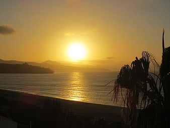Golden sunset over ocean with palm tree silhouette