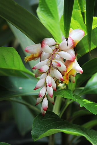 Close-up of exotic white and pink Alpinia flower with green leaves