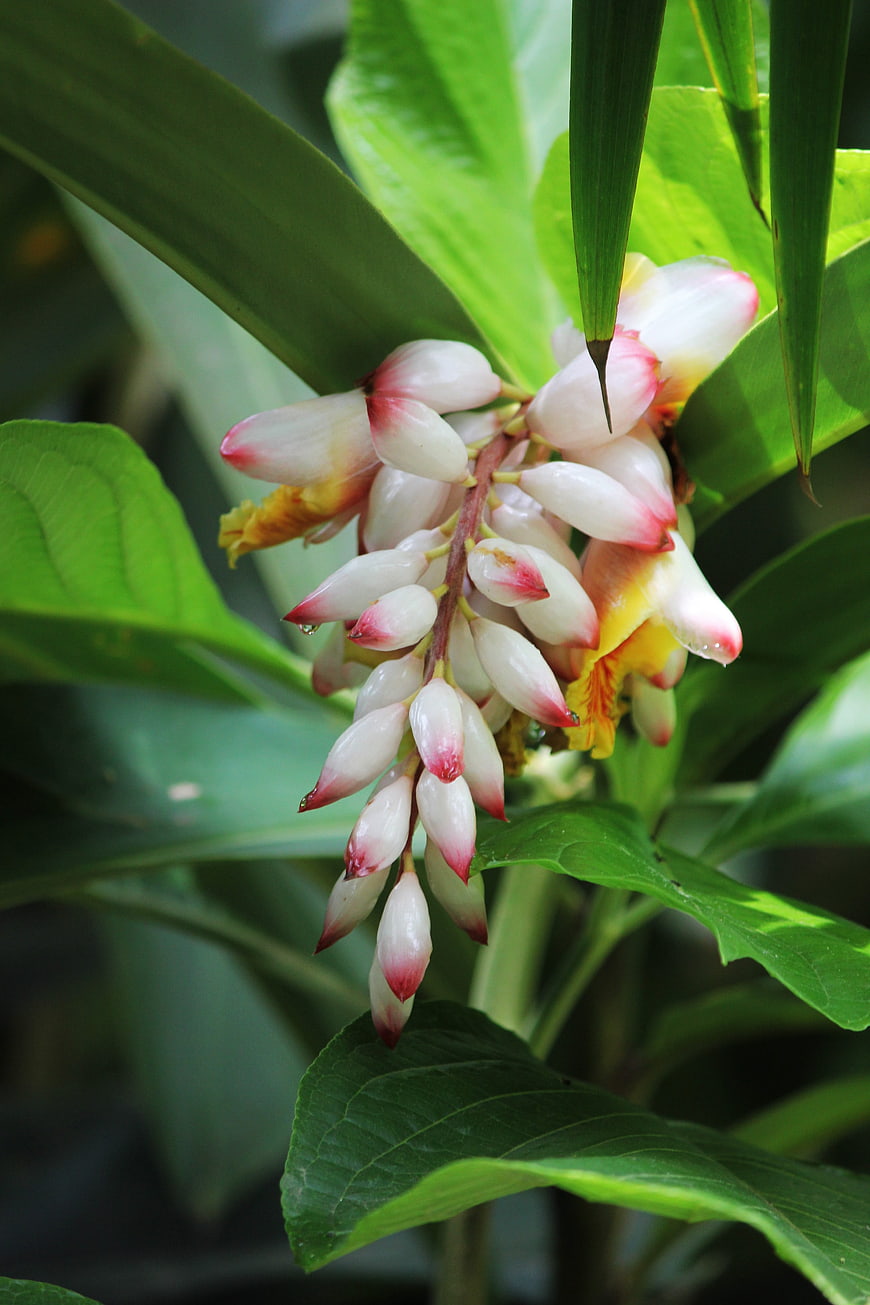 Close-up of exotic white and pink Alpinia flower with green leaves