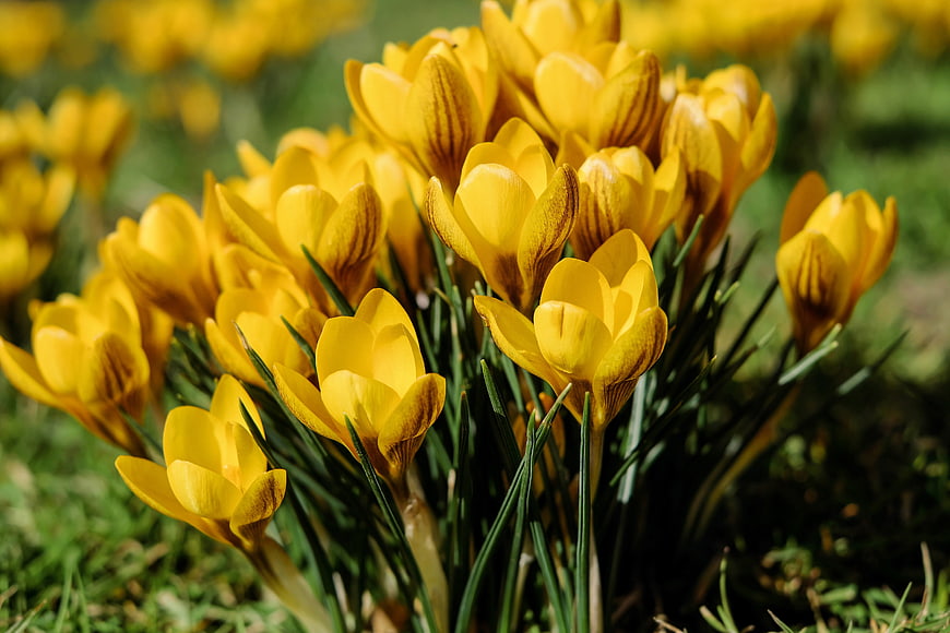 Vibrant Yellow Crocus Flowers Blooming in Spring Meadow
