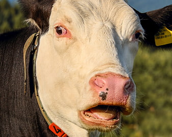 Close-up portrait of a black and white cow chewing grass