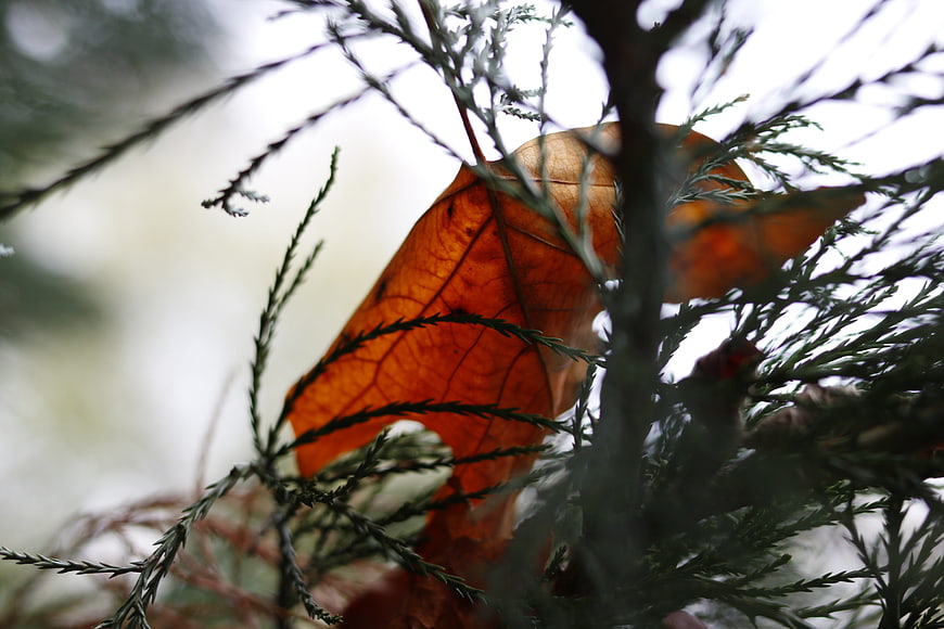 Close-up of orange autumn leaf in evergreen branches