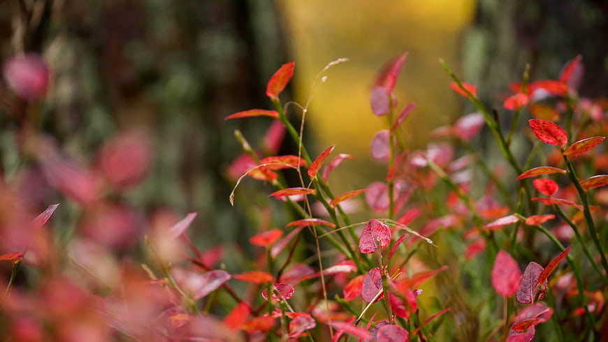 Close-up of vibrant red autumn leaves with blurred background