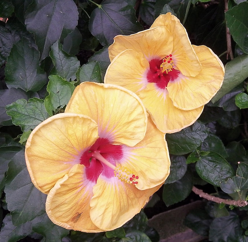 Two vibrant yellow hibiscus flowers with red centers