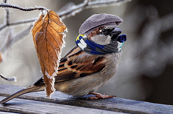 Cute sparrow wearing winter hat and scarf on frosty branch