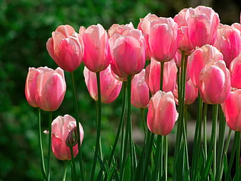 Vibrant Pink Tulips in Spring Garden