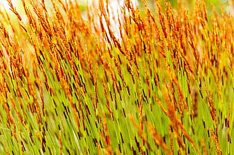 Close-up of vibrant green and orange grass blades in sunlight