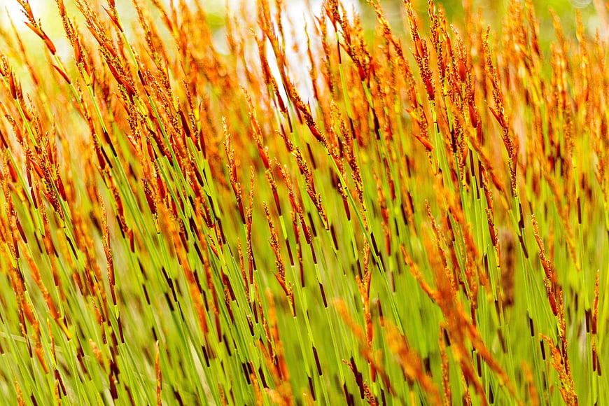 Close-up of vibrant green and orange grass blades in sunlight