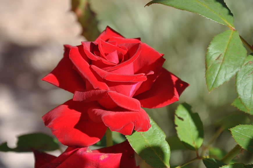 Vibrant Red Rose Close-Up with Green Leaves