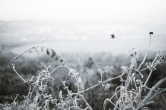 Frost-covered plants in a misty winter landscape