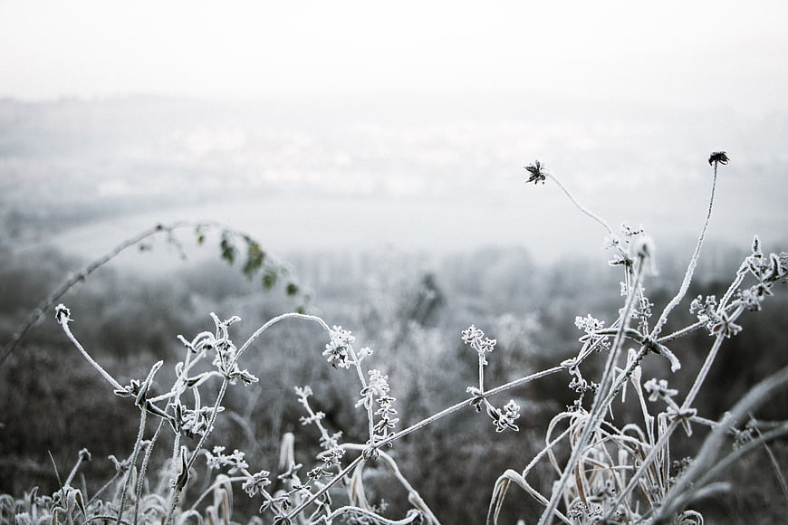 Frost-covered plants in a misty winter landscape