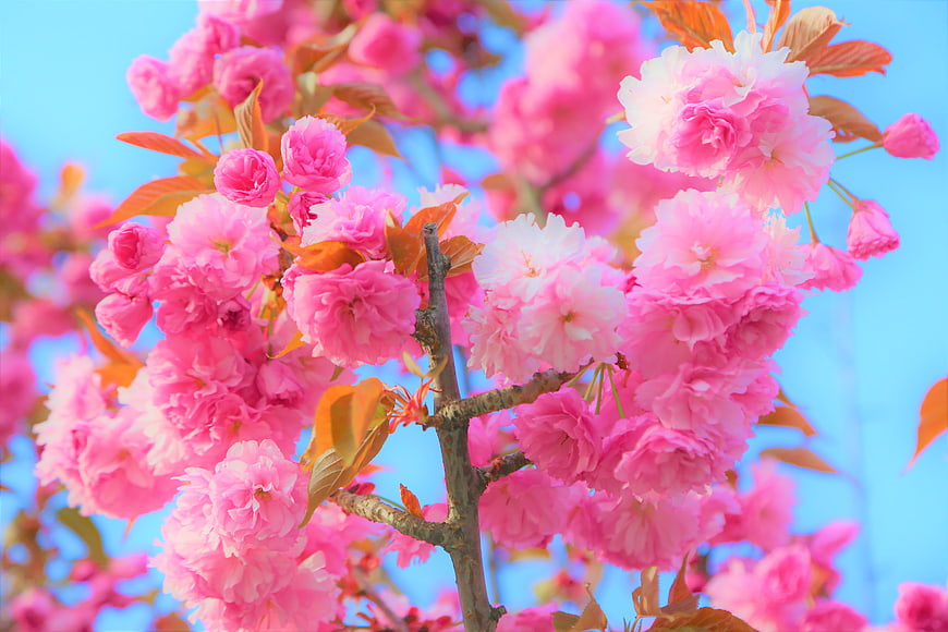 Vibrant Pink Cherry Blossoms Against Blue Sky