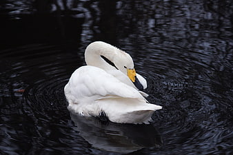 White Swan Preening on Dark Water