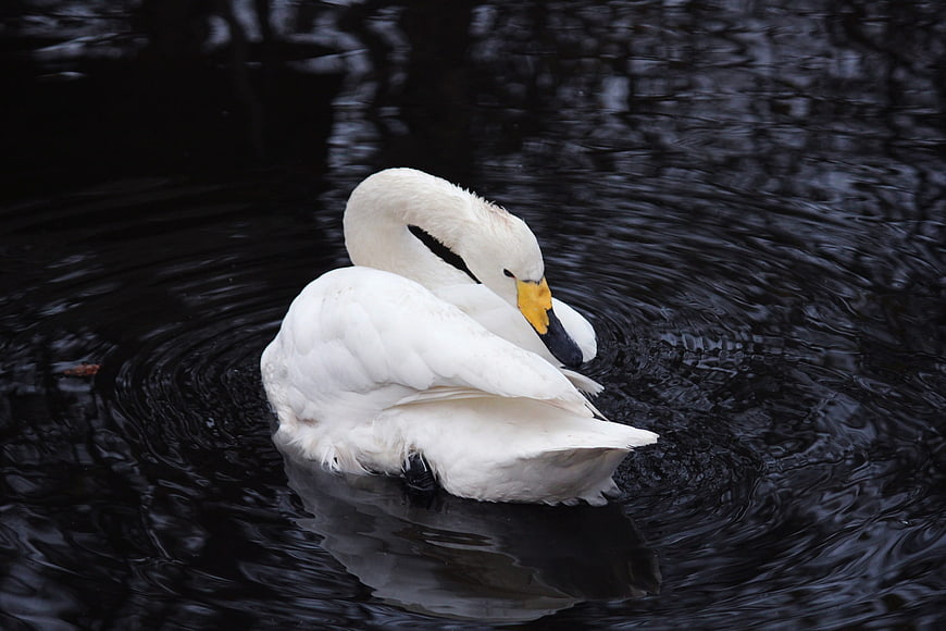 White Swan Preening on Dark Water
