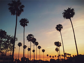 Silhouetted Palm Trees Against a Vibrant Sunset Sky