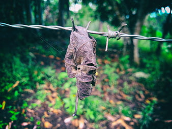 Dried leaf hanging on barbed wire in forest