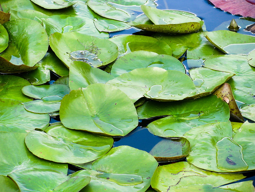 Close-up of vibrant green lily pads floating on water