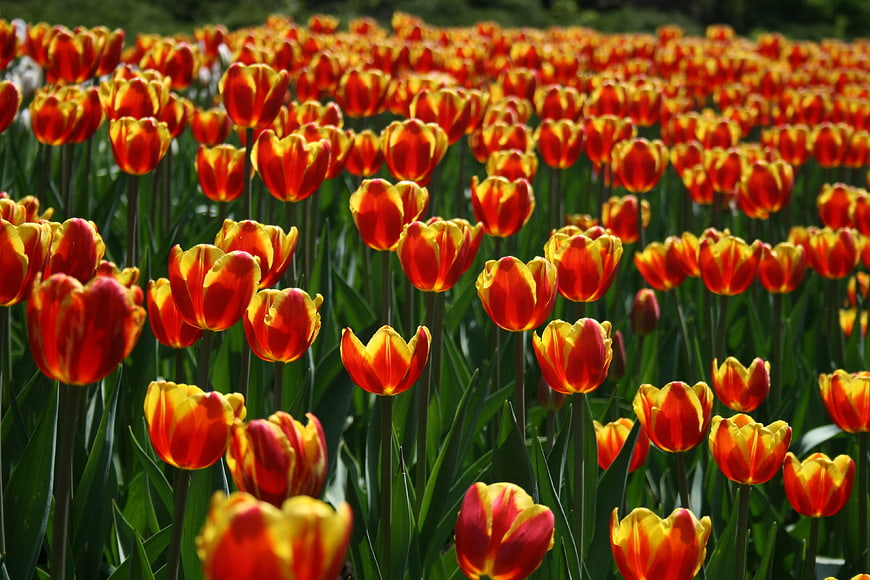Vibrant Red and Yellow Tulip Field in Spring