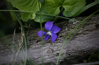 Purple Violet Flower on Weathered Wood Log