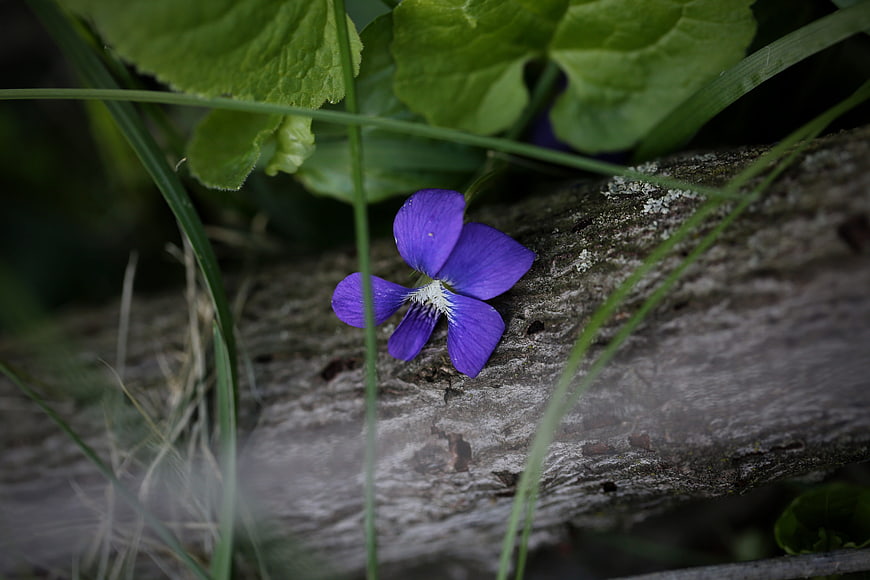 Purple Violet Flower on Weathered Wood Log