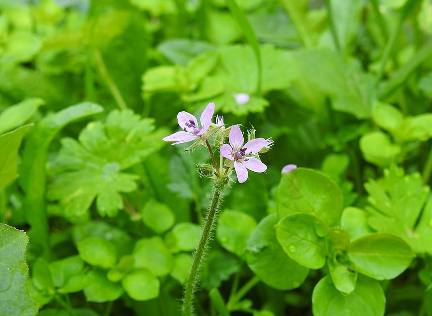 Delicate purple wildflowers blooming in lush green foliage