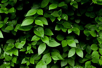 Close-up of vibrant green leaves with dark background