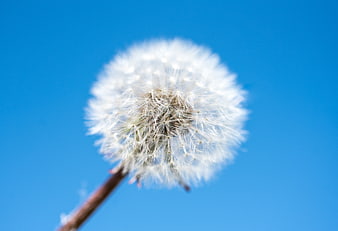 Close-up of a white dandelion seed head against a blue sky