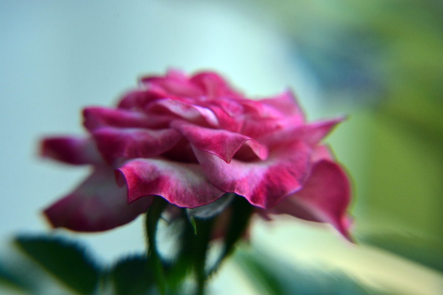 Close-up of a pink and white rose with blurred background