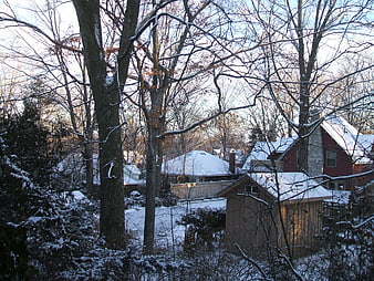 Snowy Winter Backyard with Bare Trees and Houses