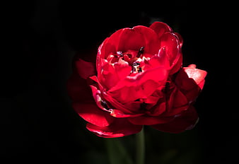 Vibrant Red Tulip Close-Up on Black Background