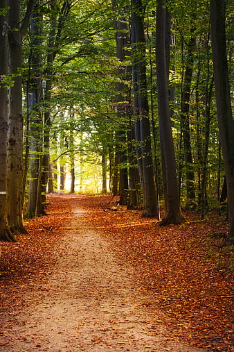 Sunlit Forest Path With Autumn Leaves And Tall Trees