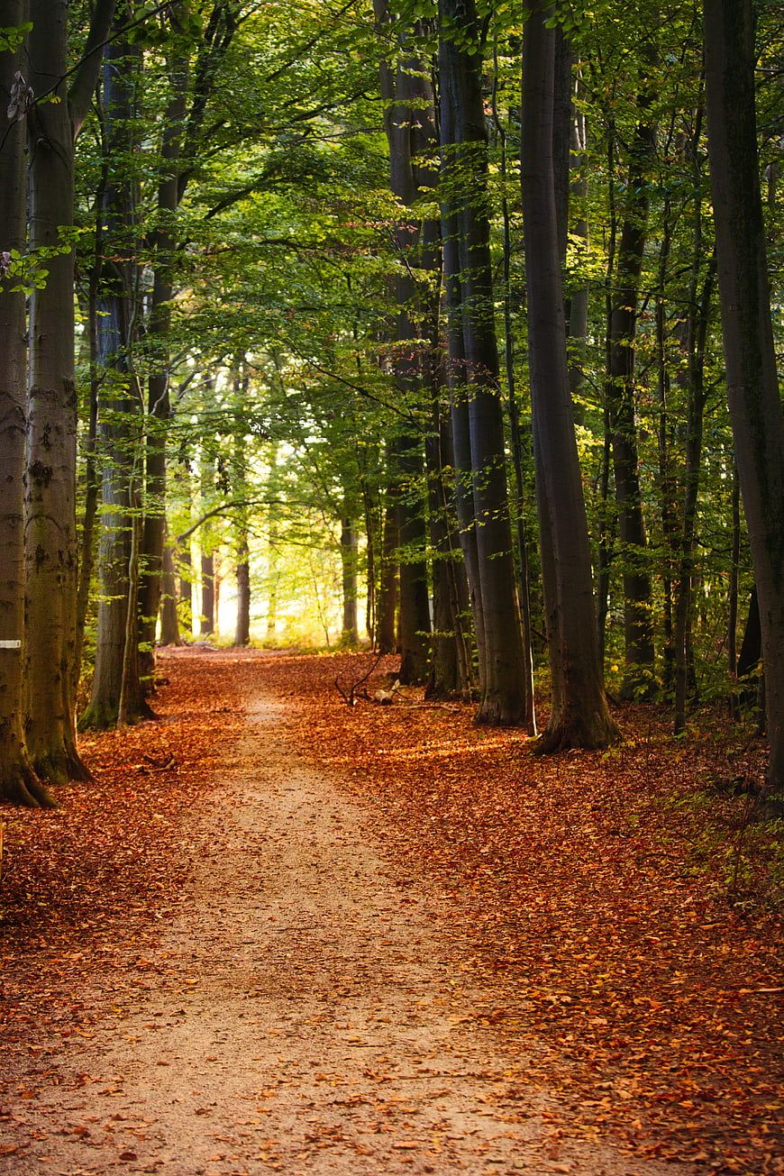 Sunlit Forest Path With Autumn Leaves And Tall Trees