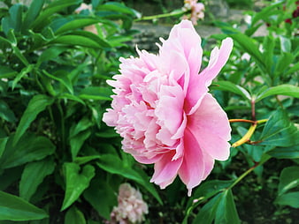 Pink Peony Flower Close-Up in Green Garden
