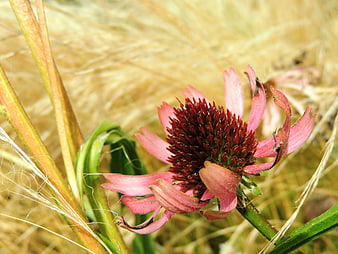 Close-up of a wilting pink coneflower in a dry meadow